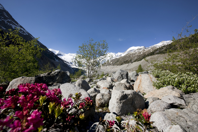 Flowers Morteratsch Glacier