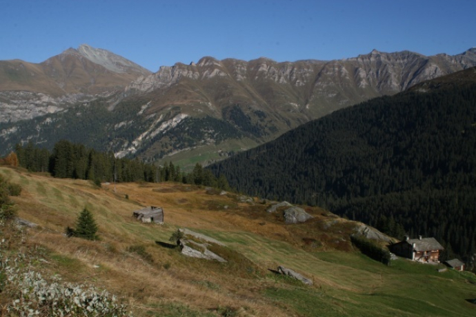 Moos; Photo: Adrian Vieli