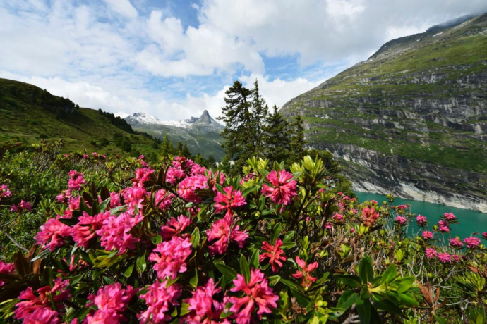 Rododendri nei Zerfreila; Foto: Robert Bösch