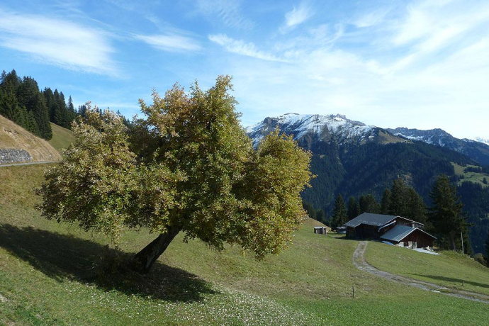 Im Aufstieg oberhalb Pany