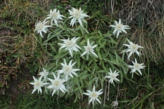 Eddelweiss am Passo di Gana Negra