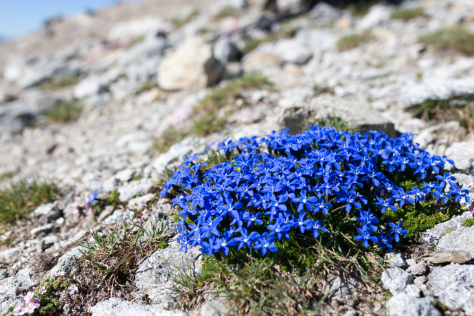 S-charl - Alp Sesvenna (Return Route) (oua_15845797_image)
