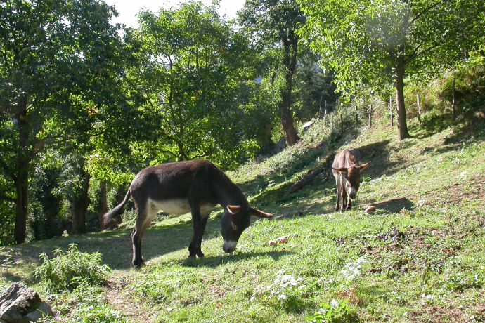 Asini sul percorso