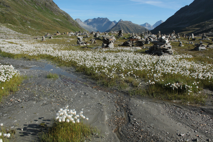 Steinmandli- colony with view to the north