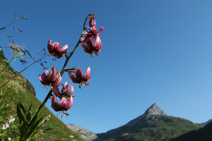 The Turk's cap lilies are blooming