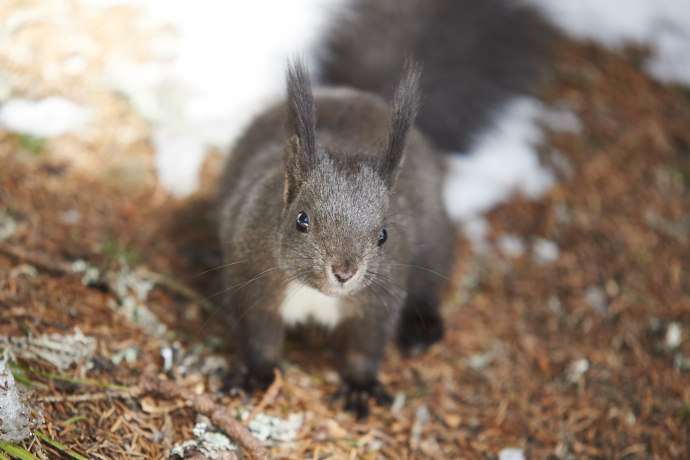 Sentiero degli scoiattoli Arosa