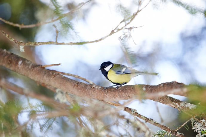 Sentiero degli scoiattoli Arosa