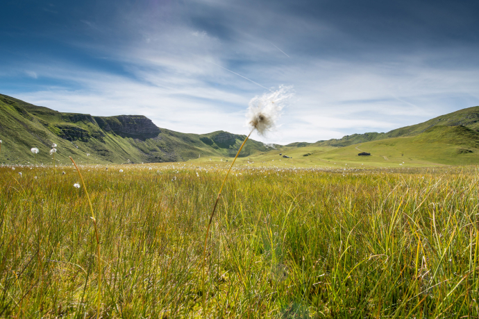 La Linaigrette dans le Fideriser Heuberg