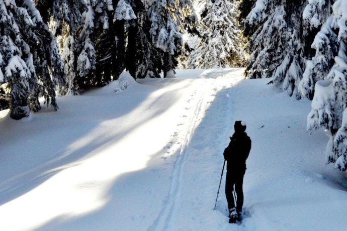 Dans la forêt de Spundis