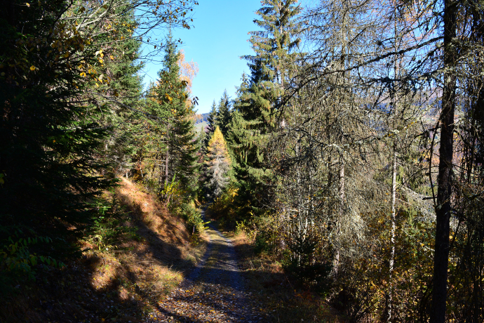 On the way on the walking path