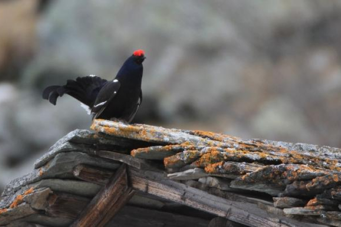 Valser Moorlehrpfad; Foto: Walter Schmid
