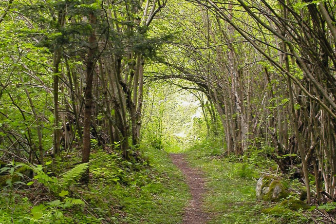Andeer-Clugin forest nature trail