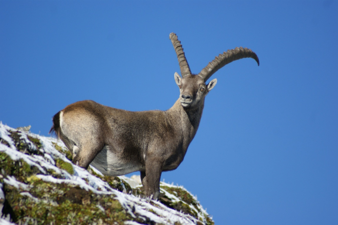 In the realm of the Capricorn