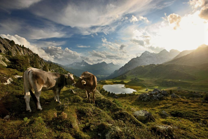 Lai da Vons mit Kühen