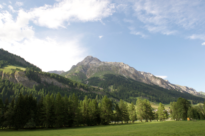 Splügen in the alders