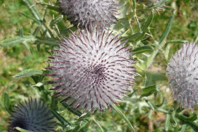 Faszinierende Alpenflora beim Moor
