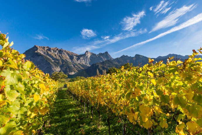 Grapevines in the Graubünden dominion