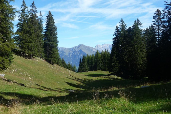 Blick zwischen den Tannen hindurch