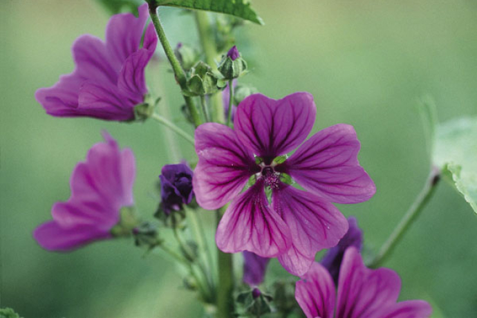 Ricola Kräutergarten