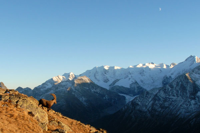 Stambecchi nella zona di Albris