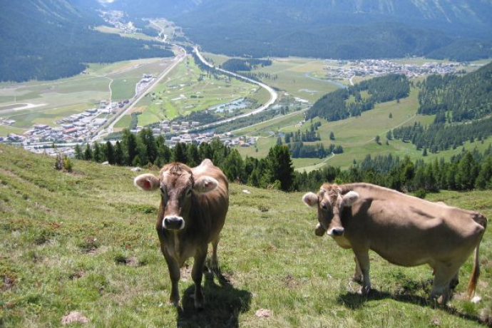 Blick von der Alp Muntatsch aufs Tal