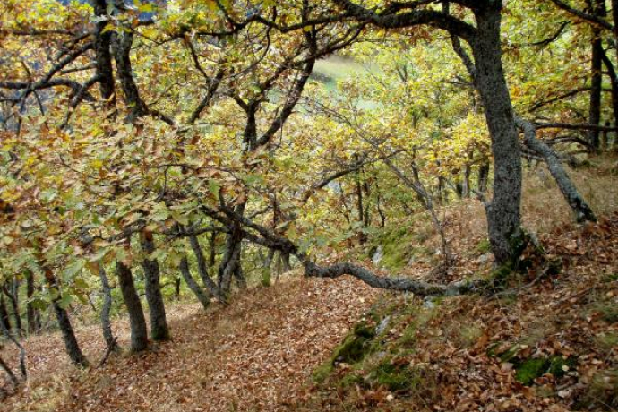 Eichenwäldchen Tschuppina