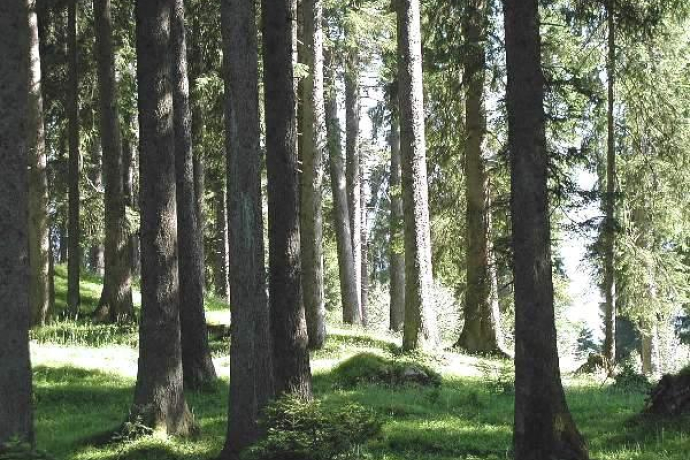 Hochmontaner Fichtenwald bei Flanz