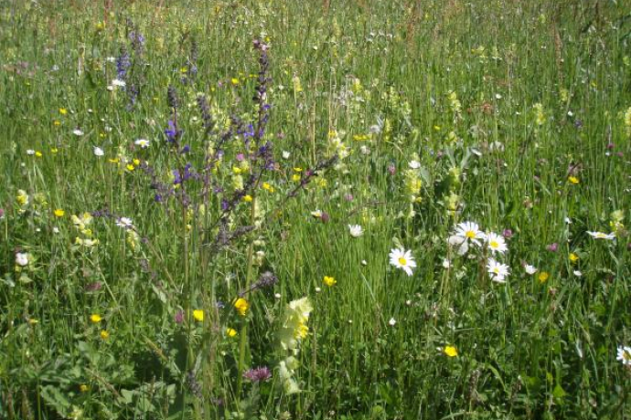 Trockenwiese bei Bacuns