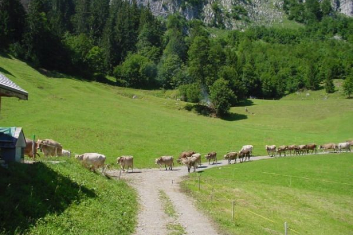 Cattle on the alp