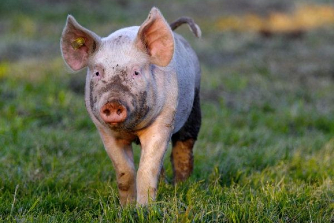 Schweine auf der Alp