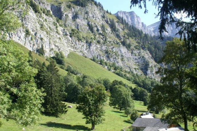 Terreno con planggen di base e supporto di sicomoro