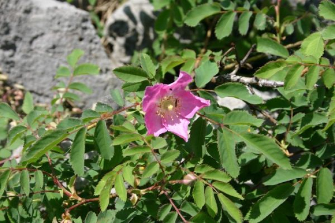 Bellissimi fiori lungo la strada