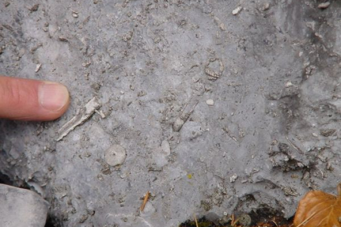 Fossili sotto i nostri piedi