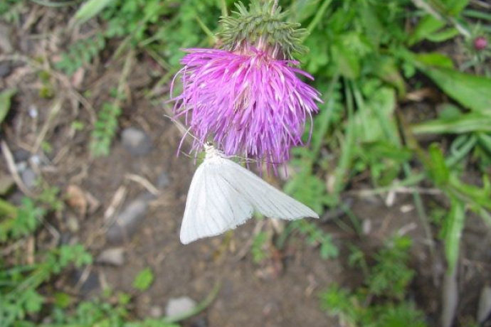 Schönheiten am Weg: Blumen, Insekten