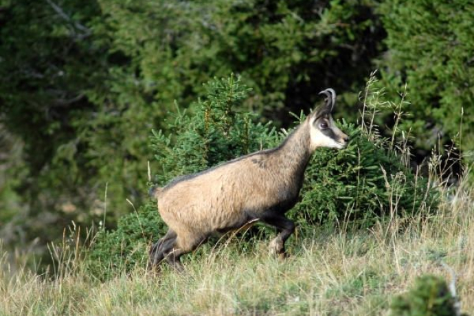 Gams, oft in steilen Planggen unter den Felsen