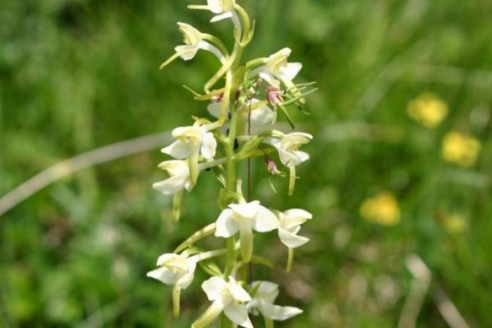 Bellissimi fiori, anche orchidee sul sentiero escursionistico