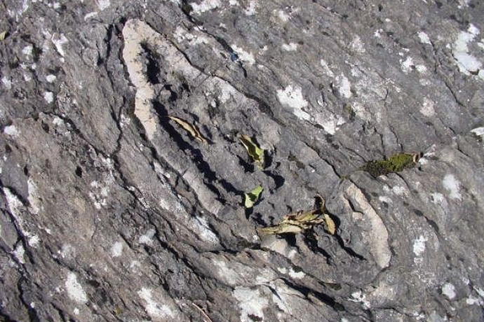 Tuberi di ciottoli lungo il percorso, "zampe di dinosauro"