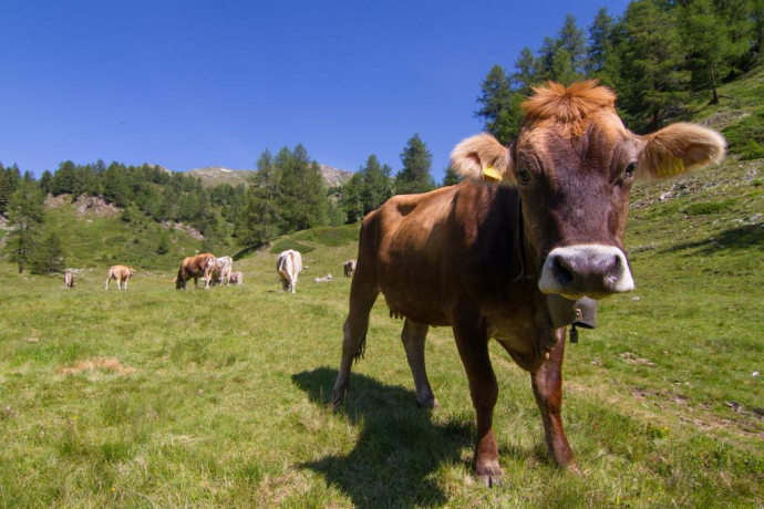 Poschiavo - Selva (oua_24022084_image)