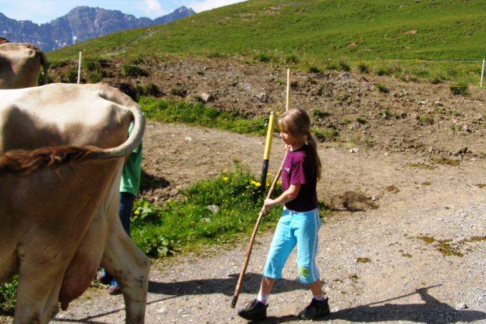 Viehtrieb bei der Carmenna-Hütte