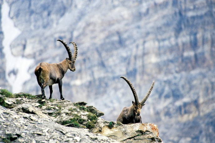 Steinböcke