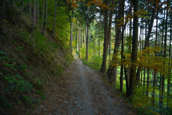 Uphill Trail UFFA (oua_25221383_image)