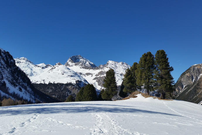 528 Schneeschuhtrail Palpuogna (oua_25266191_image)