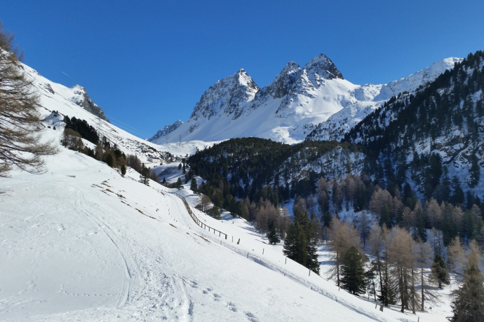 528 Schneeschuhtrail Palpuogna (oua_25543672_image)