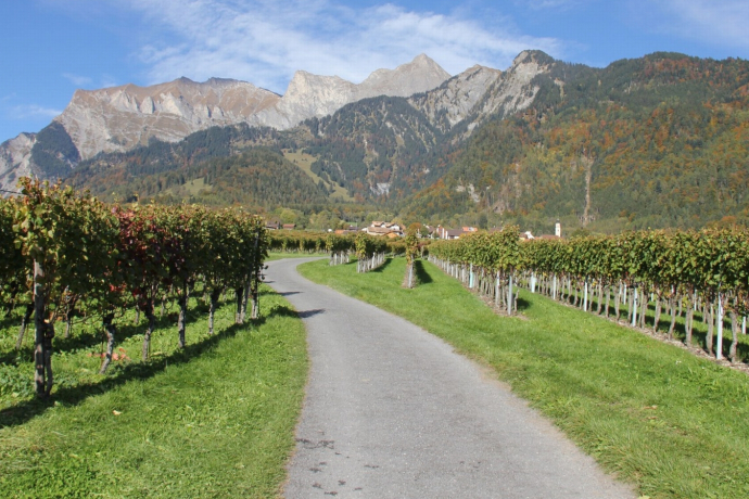 Wine region Graubünden dominion