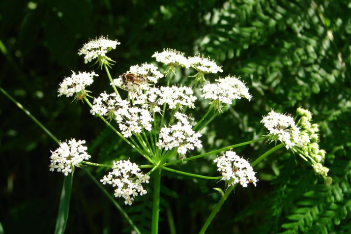 Senda historica - Brigels Survitg (adapté aux landaus) (oua_27152412_image)