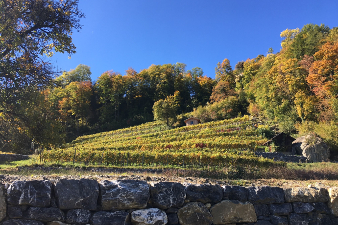 Der höchste Rebberg der Ostschweiz - Rebberg Portaser bei Pfäfers