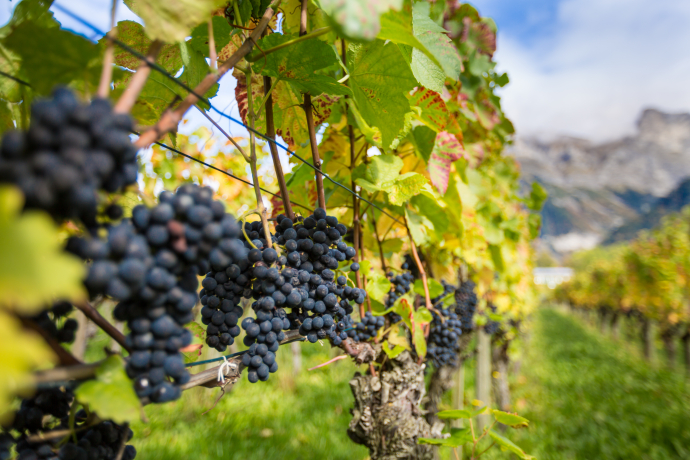 Vignobles dans la Bündner Herrschaft