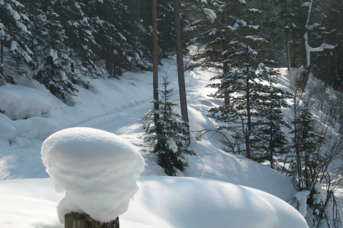 Snow-covered forests await cross-country skiing fans