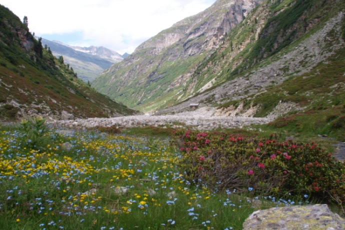 Canalalp Canalalp