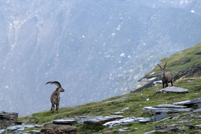 The Biferten hut with the ibex colony (oua_28985970_image)
